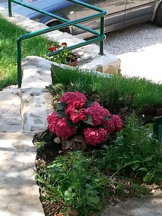 Dreams Makarska